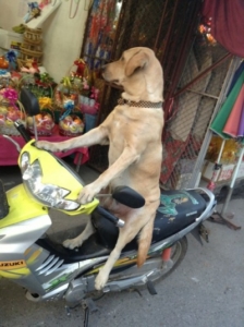 Dog-Scooter-Waiting-vertical-400x535