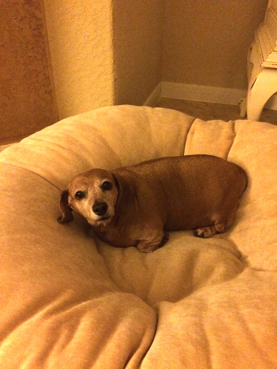 Import Pets to Thailand Thai Retirement Helpers Retiring in Thailand